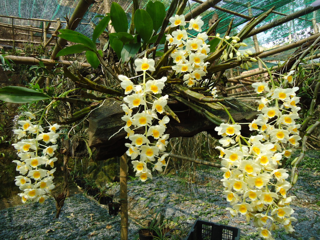 Cây trồng trong chậu trang trí sân vườn