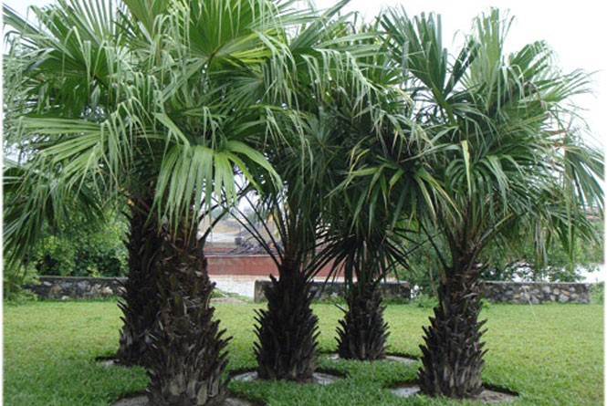 cây cọ cảnh