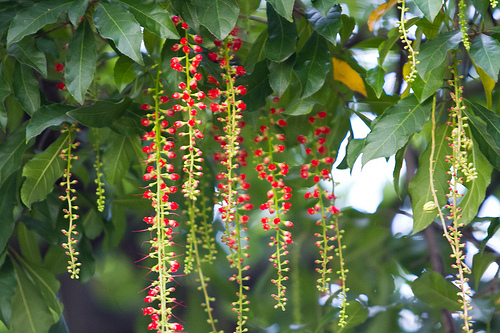 Cây lộc vừng