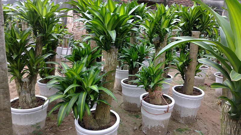 thiết mộc lan