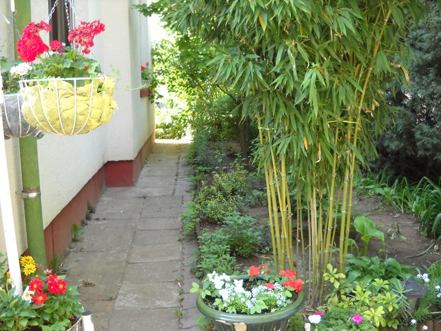 cây tre cảnh