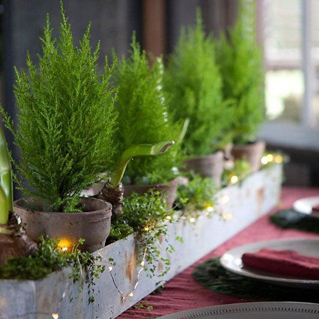 Cây trồng trong nhà