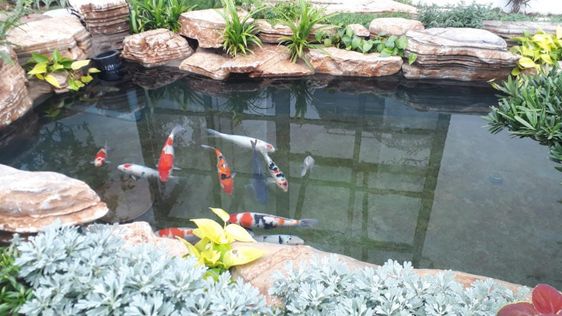 thi công hồ cá Koi tại Hà Nội