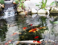 Như thế nào được gọi là một hồ cá Koi Nhật tiêu chuẩn?
