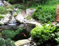 Những lý do nên nuôi cá koi làm cảnh (Phần 1)