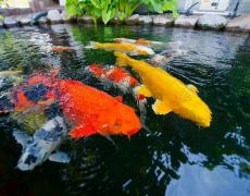 Những lý do nên nuôi cá koi làm cảnh (Phần 2)