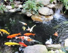 Nguyên nhân hồ cá koi vẩn đục và cách khắc phục