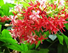 Những loài cây sinh ra với sứ mệnh làm cây leo tường (P1)