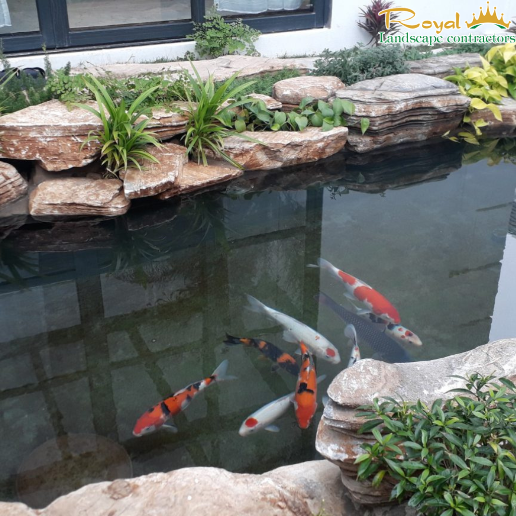 khung cảnh hồ cá Koi