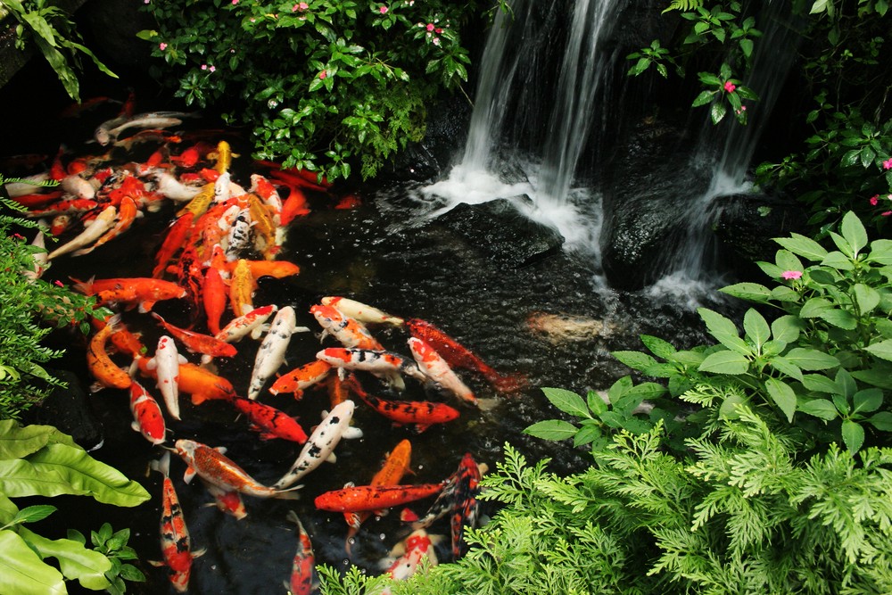 tự làm thức ăn cho cá koi